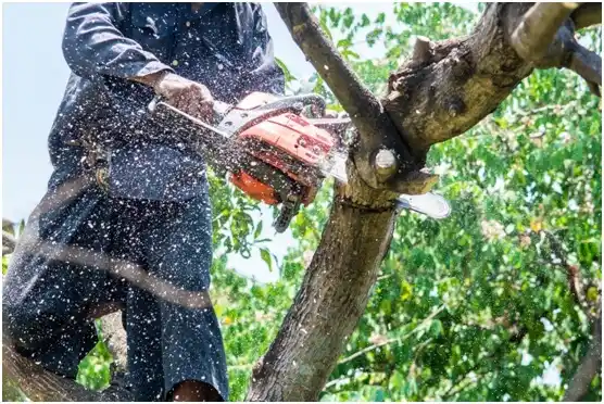 tree services Temple